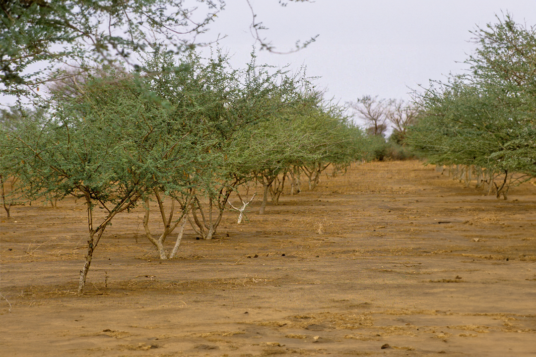 Watch Our Forest Grow